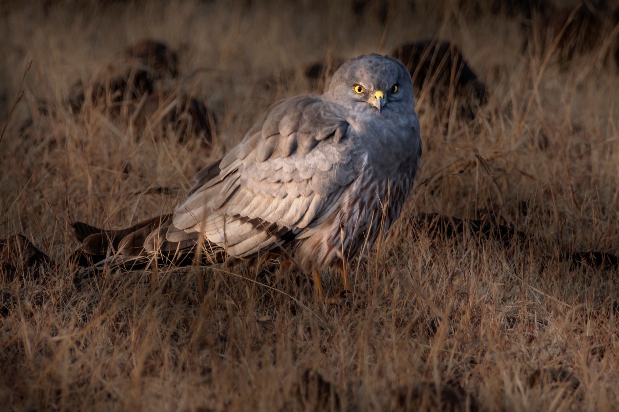 Montagu's Harrier Bird